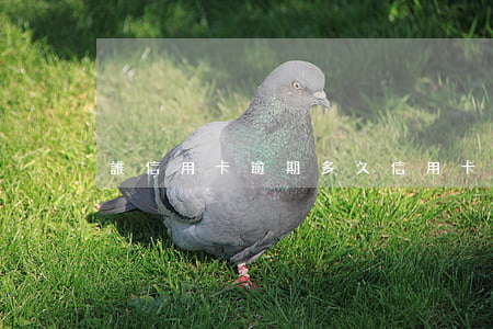 誰信用卡逾期多久 “信用卡逾期多久會被起訴”