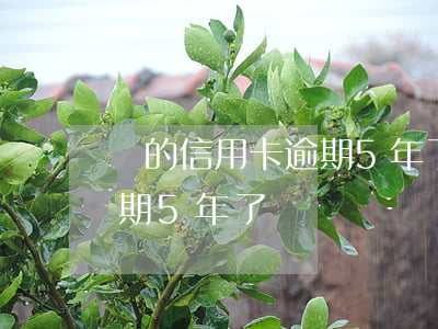誰的信用卡逾期5年了怎么查（誰的信用卡逾期5年了）