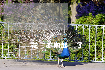 誰花唄逾期起訴了