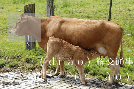 調(diào)解交通事故賠償流程(交通事故賠償調(diào)解書(shū)由誰(shuí)出具)