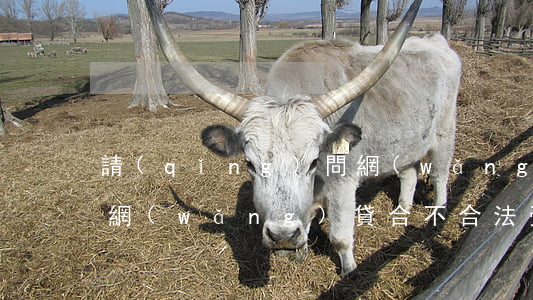 請(qǐng)問網(wǎng)貸合法嗎(網(wǎng)貸合不合法受不受法律保護(hù))