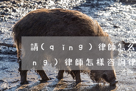 請(qǐng)律師怎么做呢(怎樣請(qǐng)律師怎樣咨詢律師)