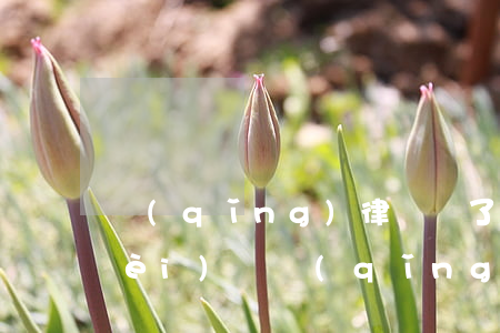 請(qǐng)律師輸了還要付律師費(fèi)嗎(請(qǐng)律師贏了律師費(fèi)誰出)
