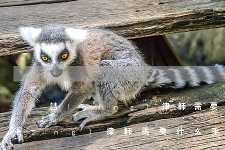 請(qǐng)律師需要什么材料(請(qǐng)律師需要什么手續(xù)嗎?)