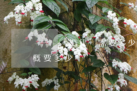 請一個離婚律師需要多少錢(離婚請個律師大概要多少錢)