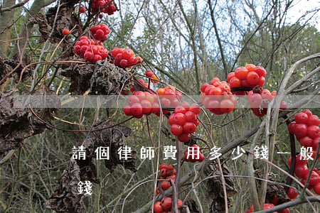 請個律師費用多少錢(一般請個律師得花多少錢)