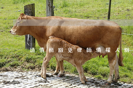 請債務豁免律師 債權人豁免債務