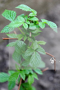 請問分期樂逾期一個月會怎么樣-