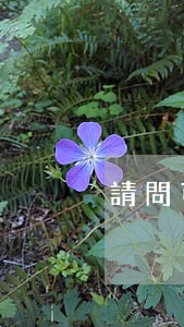 請問可以上法院嗎(上法院需要律師嗎)
