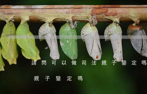 請問可以做司法親子鑒定嗎(請問可以做司法親子鑒定嗎)
