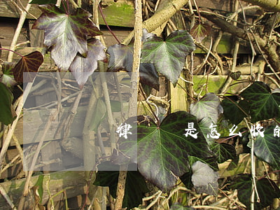 請問律師費是怎么收的(律師費怎么收費的)
