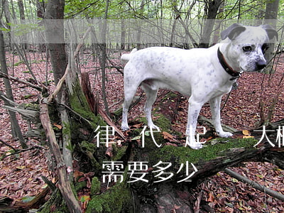 請律師代寫起訴狀大概多少錢(請律師寫起訴狀需要多少錢)