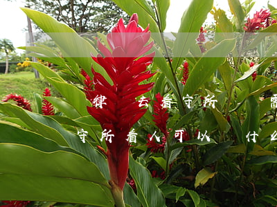 請律師去看守所傳話需要多少錢(請律師去看守所看人可以帶什么話)