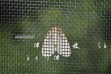 請律師寫遺囑收費標(biāo)準(zhǔn)(律師見證遺囑費用是多少錢)