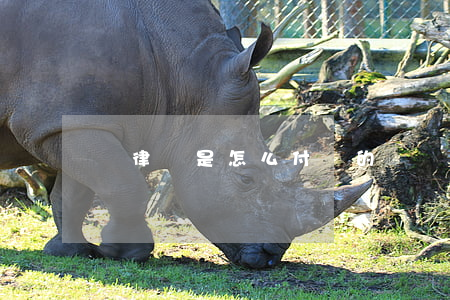 請律師是怎么付費的