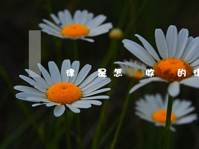 請律師是怎樣收費的(律師怎么收費)