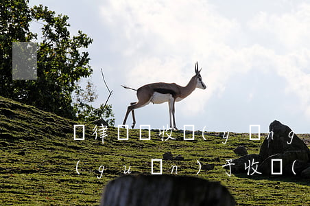 請律師辦收養(yǎng)戶口怎么收費(關(guān)于收養(yǎng)孩子的律師)