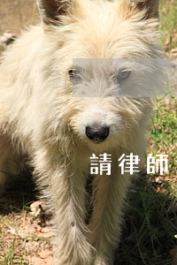 請律師追款要注意哪些(網上追款律師靠譜嗎)