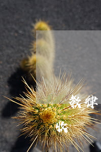 請教律師一般都是怎么收費的(律師一般怎樣收費標(biāo)準(zhǔn))