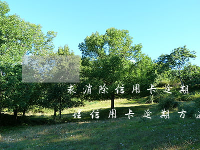 請求消除信用卡逾期話術(shù)(幫客戶處理信用卡逾期方法)