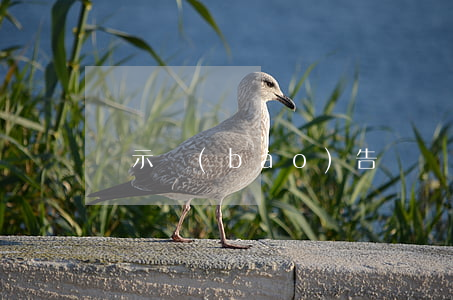 請示報(bào)告