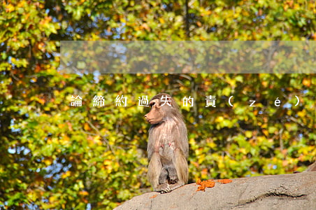 論締約過失的責(zé)任