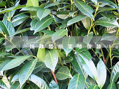 論離婚損害賠償請(qǐng)求的性質(zhì)