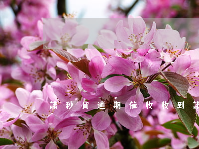 諾秒貸逾期催收(收到諾秒貸催收短信)