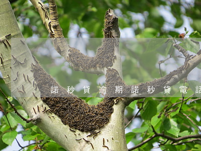 諾秒貸逾期(諾秒貸電話)
