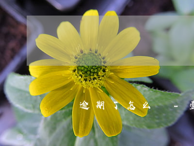 諾諾逾期了怎么辦-壹諾金逾期一天會怎么樣