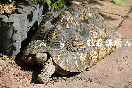 證人證言會給犯罪嫌疑人看嗎