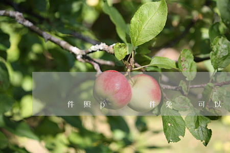 證件照p圖軟件免費(可以拍證件照的軟件免費)