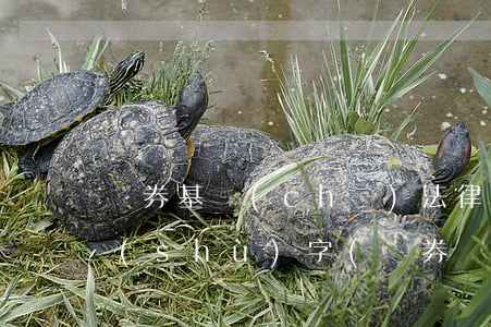 證券基礎(chǔ)法律法規(guī)數(shù)字(證券從業(yè)證券基本法律法規(guī)有哪些呢)