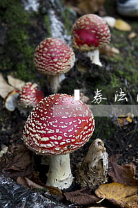 證券法法規(guī)全文