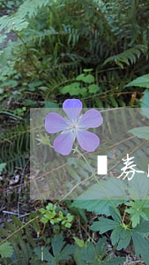 證券法論文(證券法論文5000字)