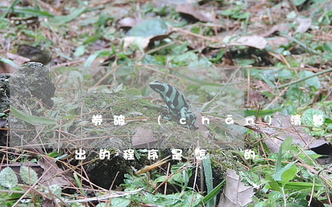 證券破產(chǎn)清算企業(yè)退出的程序是怎樣的