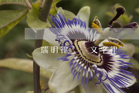 譚瑞明律師(譚文平律師)