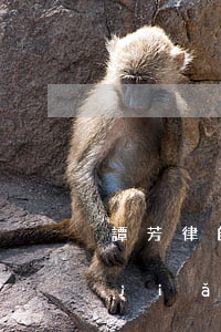 譚芳律師多少歲(譚嘯律師個(gè)人簡(jiǎn)介)