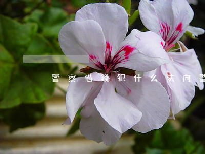 警察借錢犯什么法(向警察借錢能借到嗎)