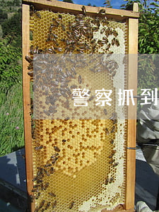 警察抓到犯人先关进关监狱吗