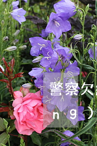 警察欠網(wǎng)貸被起訴(欠網(wǎng)貸被抓)