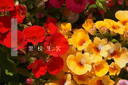 警校生欠網(wǎng)貸(警校生渣嗎)