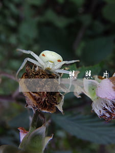 護照照片要求(美國護照照片要求)