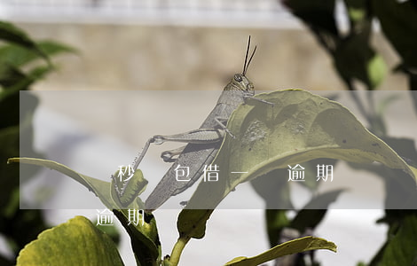 讀秒錢包借一萬逾期還兩萬(讀秒錢包借一萬逾期還兩萬)