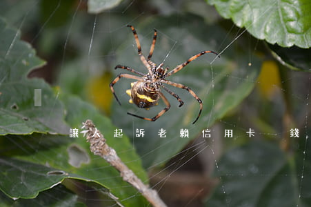 讓人起訴老賴信用卡沒錢還怎么辦