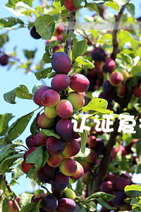 认证复核逾期(认证复核逾期什么意思)