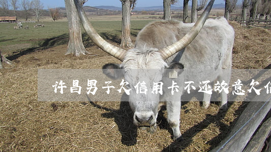 许昌男子欠信用卡不还(故意欠信用卡不还)