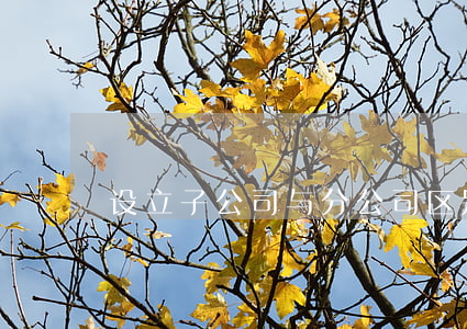设立子公司与分公司区别是什么