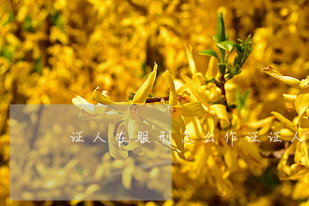 证人在服刑怎么作证(证人如何作证)
