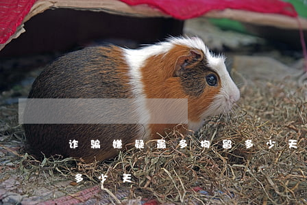 诈骗嫌疑最多拘留多少天(诈骗嫌疑最多拘留多少天)